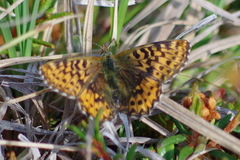 Boloria freija
