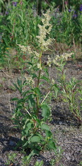 Koenigia alaskana