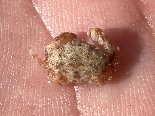 Pseudoliomera variolosa observed 2022-08-19