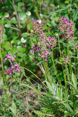 Pedicularis sudetica interior