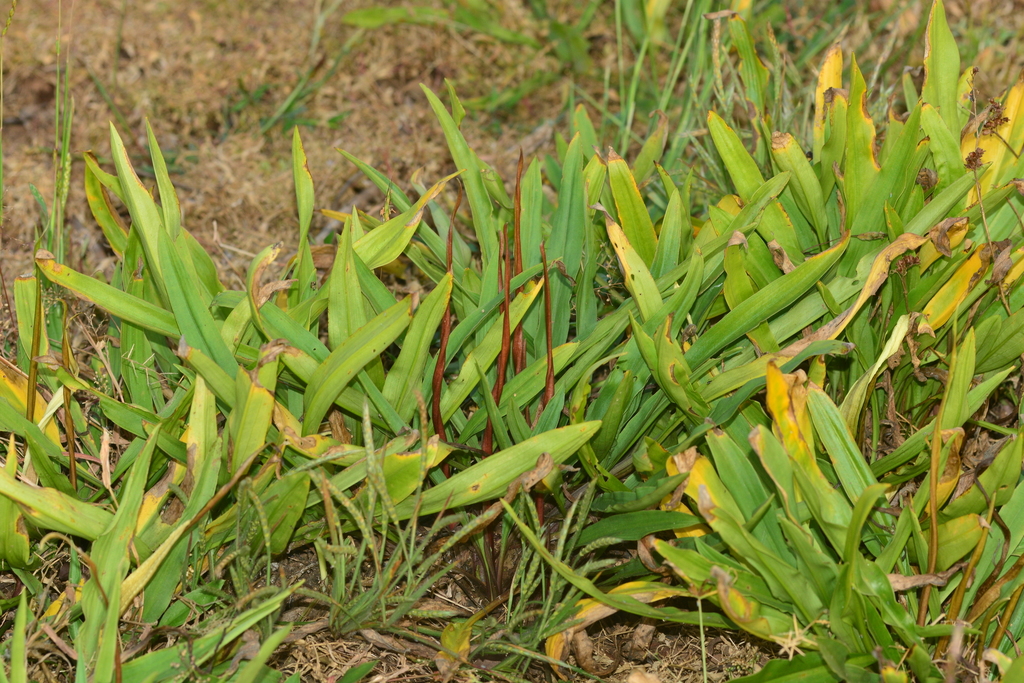Cryptocoryne spiralée (Cryptocoryne spiralis)