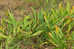 Cryptocoryne spiralis