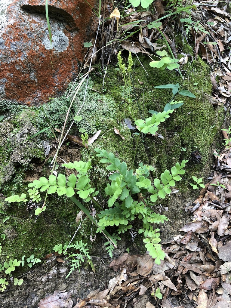 Anemia jaliscana