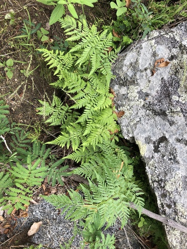 Dryopteris rossii observed 2019-11-12