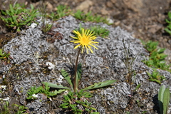Taraxacum bicorne