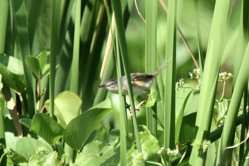 Yellow-bellied Prinia (Prinia flaviventris), photo 7