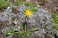 Taraxacum bicorne