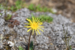 Taraxacum bicorne