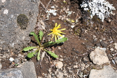 Taraxacum bicorne
