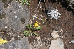 Taraxacum bicorne