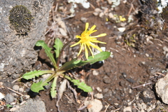 Taraxacum bicorne