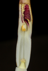 Cryptocoryne spiralis