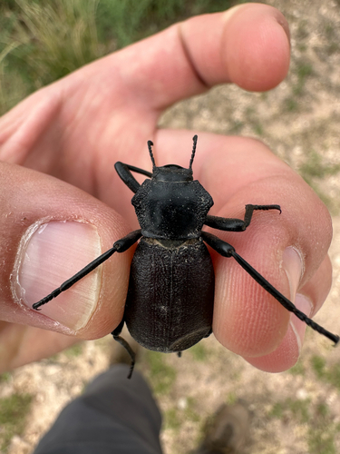 Philolithus elatus photo 4