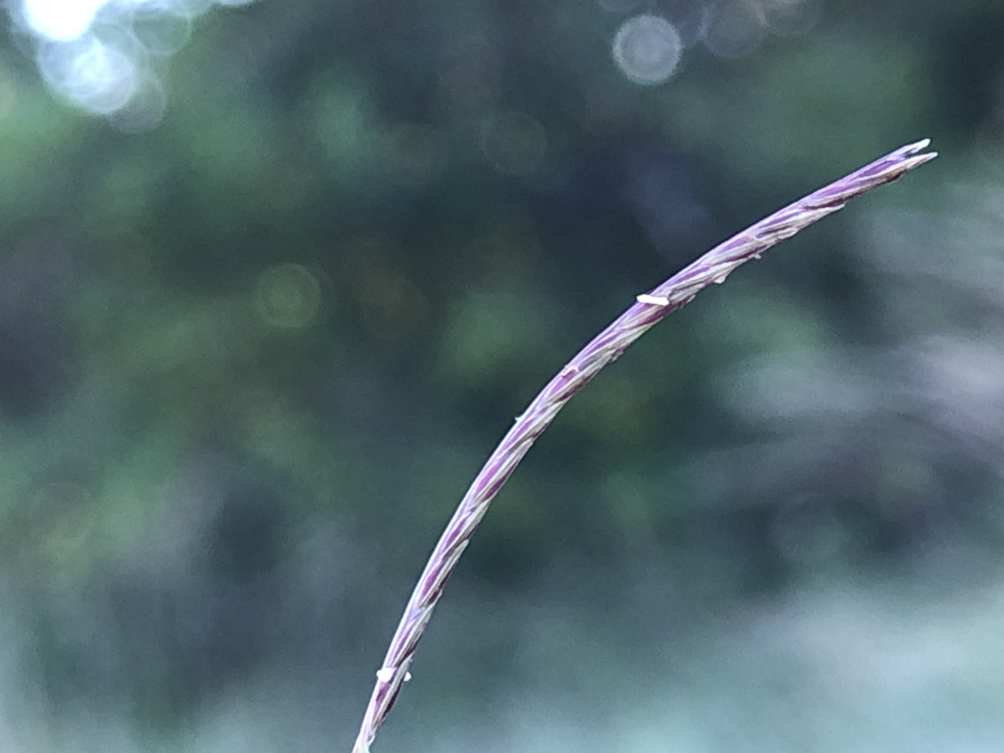Microchloa kunthii