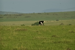 Struthio camelus massaicus