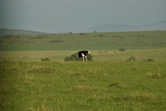Struthio camelus massaicus