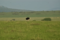 Struthio camelus massaicus