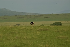 Struthio camelus massaicus