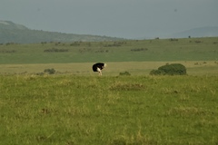 Struthio camelus massaicus