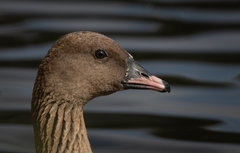 Pink-Footed Goose photo 4