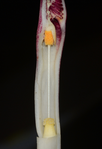 Cryptocoryne spiralis, photograph 2