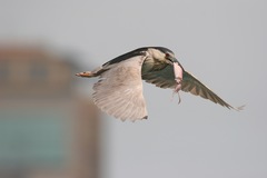 Nycticorax nycticorax