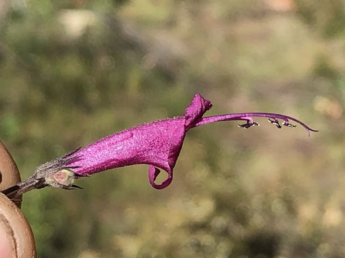 Lepechinia hastata