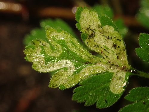 Phytomyza chaerophylli Kaltenbach, 1856