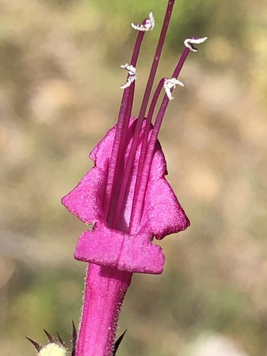 Lepechinia hastata