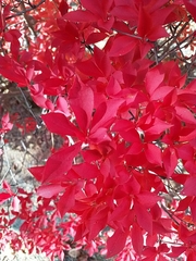 Enkianthus perulatus