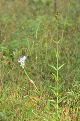 Exacum tetragonum