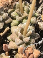 Anacampseros subnuda