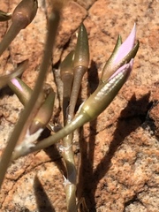 Anacampseros subnuda