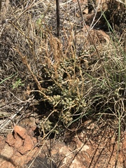 Anacampseros subnuda