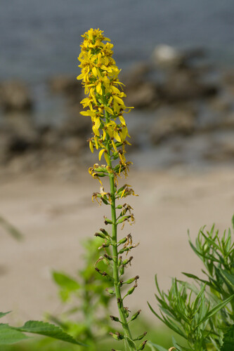 Ligularia fauriei iNat (1)