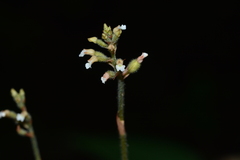 Cheirostylis parvifolia
