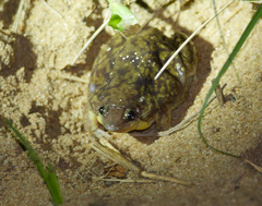 Hemisus marmoratus