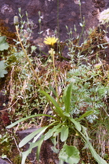 Taraxacum macilentum