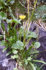 Taraxacum macilentum
