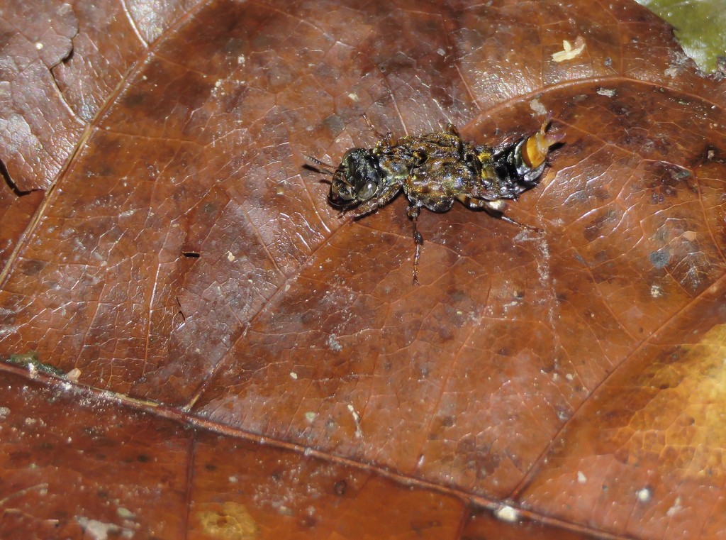 Leistotrophus versicolor