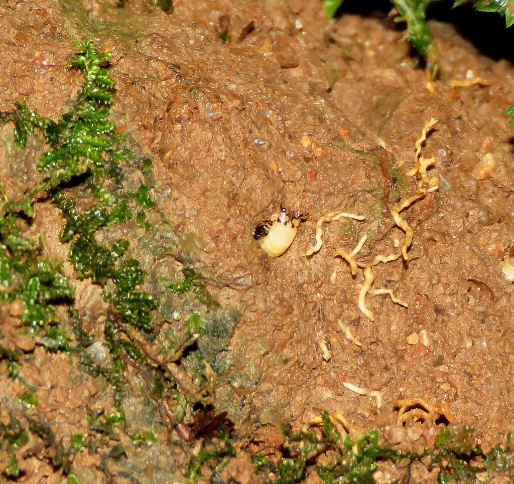 Pyrearinus termitilluminans