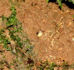 Pyrearinus termitilluminans