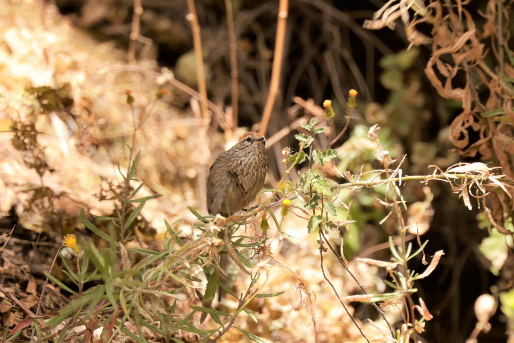 Rusty-crowned Tit-Spinetail (Leptasthenura pileata), photo 1