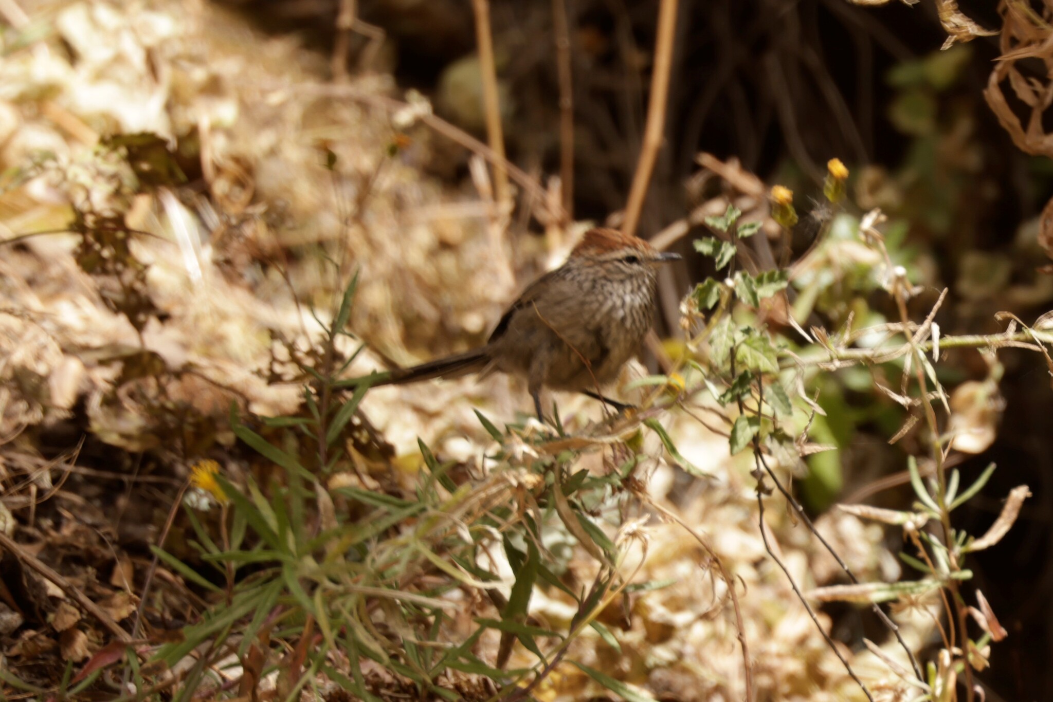 Rusty-crowned Tit-Spinetail (Leptasthenura pileata), photo 2