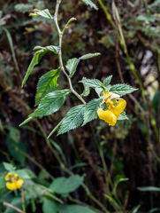 Impatiens falcifer
