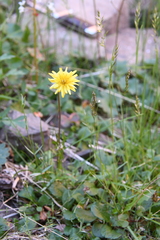 Taraxacum sibiricum
