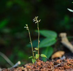 Cheirostylis parvifolia