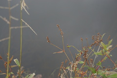 Persicaria hydropiperoides
