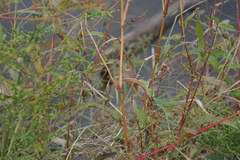 Persicaria hydropiperoides