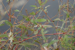 Persicaria hydropiperoides